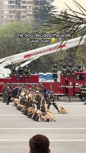 The Pet Collective dog quits parade Reel