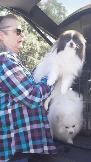 The Asher House rescue Reel with a rescuer and two pomeranians