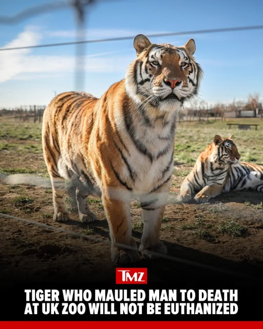 TMZ tiger will not be euthanized post