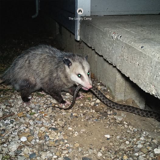 The Lonely Camp image post about the Virginia opossum